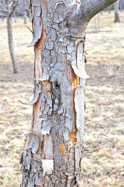 northern pecans pecan bark peeling