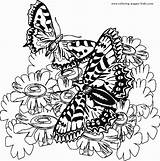 Coloring Butterflies Pages Butterfly Flowers Sheet Color Two Print Butterfy Hiding Those Look Global Adult sketch template