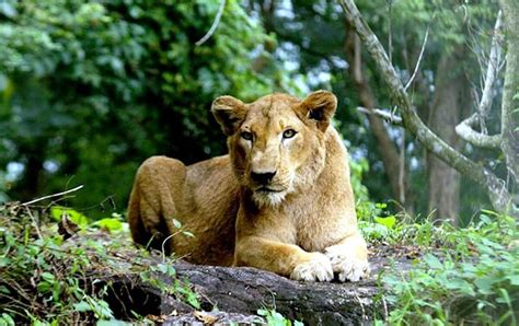 neyyar wildlife sanctuary travel guide attractions timings entry fee