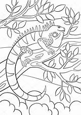 Iguana Colorear St3 Imagui sketch template