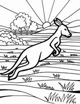 Australian Animals Coloring Pages Australia Drawing Colouring Animal Color Kangaroo Coloringpagesfortoddlers Getdrawings sketch template