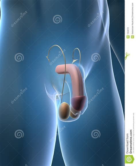 Urinary Stock Illustration Illustration Of Cord Urinary