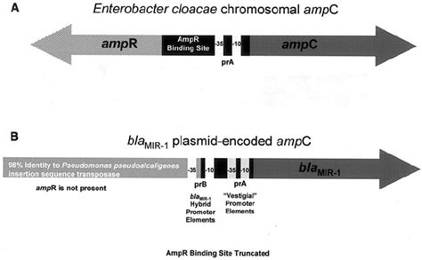 genetic organization   chromosomal ampc gene   cloacae    scientific