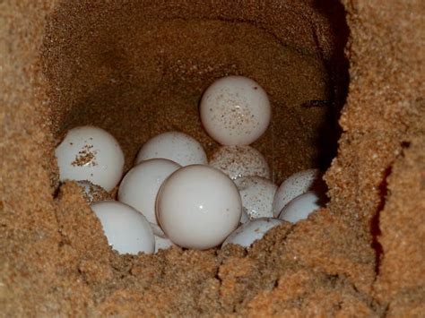 microplastics  heat marine turtle nests  produce  females