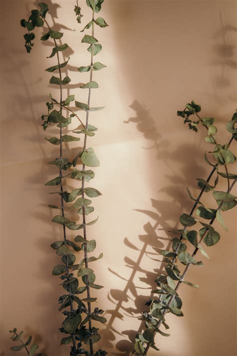eucalyptus leaves  neutral background yume spa