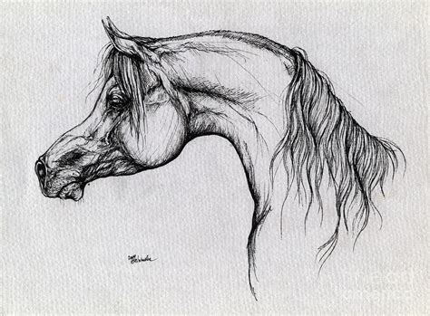 arabian horse anatomy