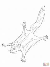 Sugar Glider Coloring Pages Possum Colouring Color Printable Australian Drawings Template Print Line Drawing Animals Gliders Animal Realistic Getcolorings Collection sketch template