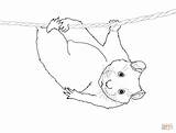 Hamster Coloring Pages Cute Dwarf Printable Drawing Hanging Rope Realistic Hamsters Color Getdrawings Getcolorings Drawings Colorings sketch template