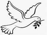 Dove Peace Branch Olive Template Coloring Clipart Drawing Outline Christian Symbols Pages Cliparts Bird Popular Library sketch template