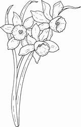 Coloring Narcissus Flori Primavara Colorat Desene Planse Drei Maigloeckchen Blumen Tecido Daffodil Riscos Ghioceii Colorate Floare Desen Arteempinturaemtecido Carte Pentru sketch template
