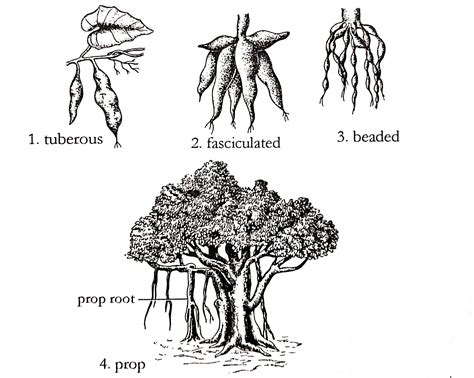 types  roots   modifications  plants  science notes