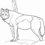 Wolf Coloring Pages Timber Gray Canadian Printable Realistic Color Print Drawing Book Instructive Getcolorings Categories Colorings Getdrawings sketch template