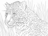 Jaguar Giaguaro Colorir Supercoloring Stampare Mandala Imprimir Retrato Jaguars sketch template