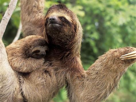 10 sloths who are thinking about sex right now playbuzz