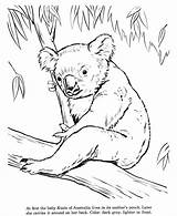 Drawing Coloring Drawings Pages Animal Koala Kids Animals Bears Bear Activity Sheets Wildlife Color Wild Print Honkingdonkey Learning Popular sketch template