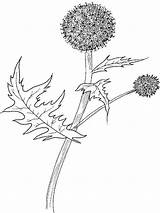 Thistle Coloring Pages Flower Flowers Scotch Globe Recommended Sketch Color Template sketch template