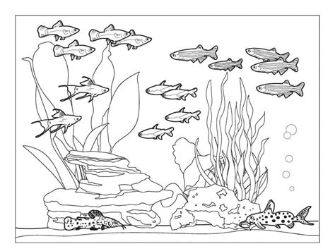 printable fish tank coloring page  printable coloring pages  kids
