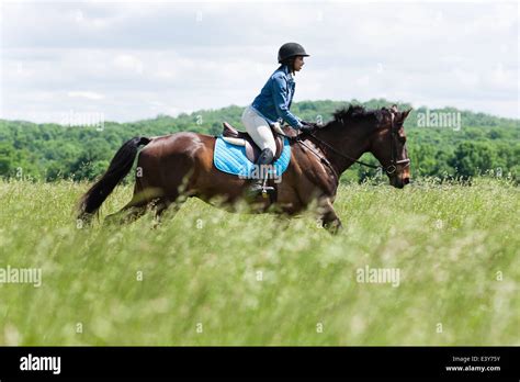 horse rider  horse stock photo alamy