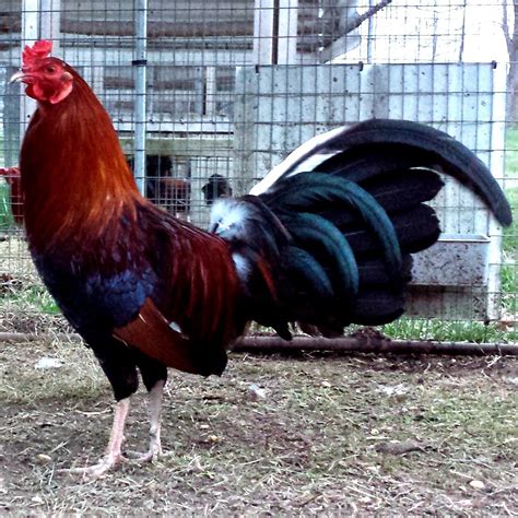 lacey roundhead rooster  game fowl
