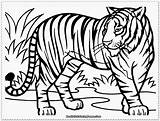 Tiger Coloring Baby Cute Pages Outline Library Clipart sketch template