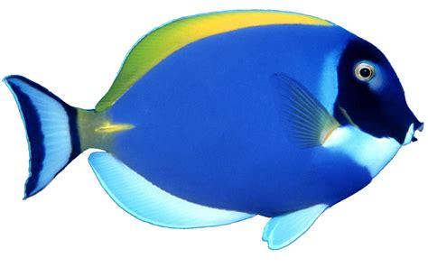 blue fish png image