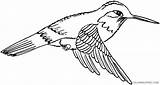 Coloring4free Hummingbird Coloring Pages Flying Related Posts sketch template