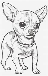 Chihuahua Sketch Coloring Carnivoran Mammal Perrito Webstockreview Pngwing Baby Mamífero Teacup Cachorro Mascota sketch template