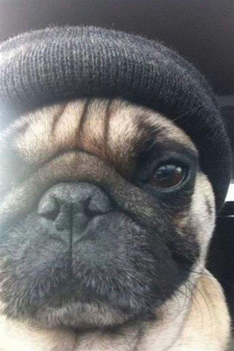 hipster pug pugs pug life cute pugs