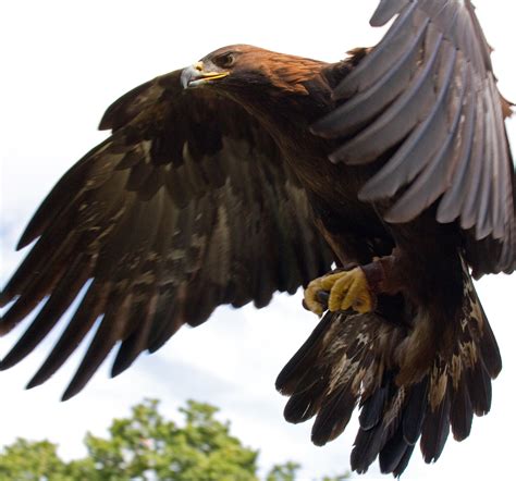 filegolden eagle  flight jpg wikimedia commons