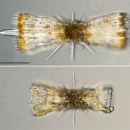 Afbeeldingsresultaten voor "diploconus Fasces". Grootte: 185 x 185. Bron: www.biol.tsukuba.ac.jp