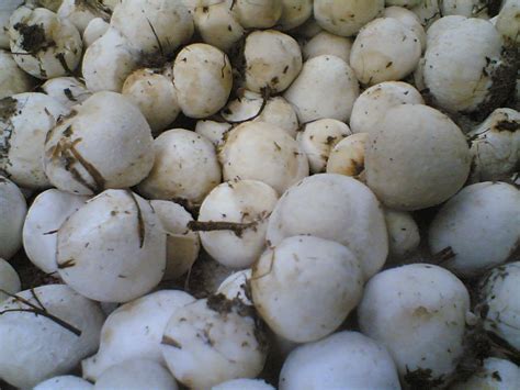 jenis jenis jamur    konsumsi jual bibit     baglog jamur tiram