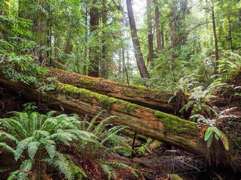 fallen trees armstrong redwoods state natural reserve california united states north america