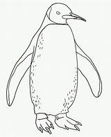 Penguin Drawing Feet Kids Getdrawings sketch template