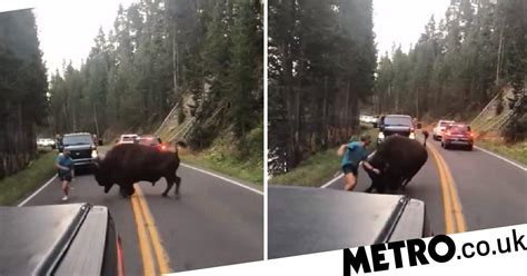 bison charges at man in yellowstone national park in facebook clip