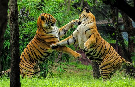 filebengal tiger fightjpg wikimedia commons