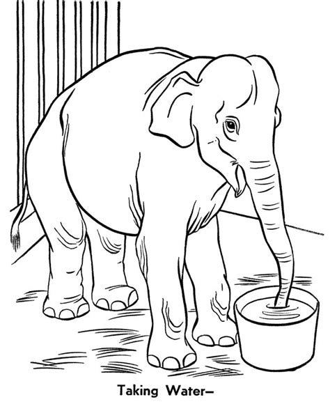 zoo animal coloring pages  preschool  getdrawings