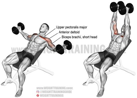 incline dumbbell fly  isolation exercise target muscle upper