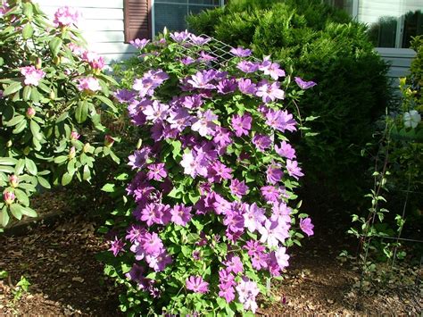 container gardening ideas pictures landscaping ideas tips perennial