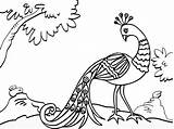 Peacock Mitraland sketch template