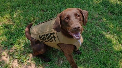 Morgan County Sheriffs Office K9 Receives Donated Body Armor