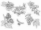 Berries Coloring Pages Holly Drawing Berry Plants Fruits Color Printable Colorkid Main Supercoloring Plant Getdrawings Gif Different Skip Apples sketch template