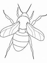 Insect Insetos Bug Pintarcolorir Pintar sketch template