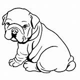 Bulldog Coloring Pages Dog Puppy Fat Pitbull American Cute Drawing Bulldogs Printable Georgia Kids Clipart Chubby Color Baby Print Sheet sketch template