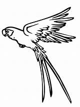 Parrot Flying Drawing Coloring Pages Macaw Getdrawings Pirate Cockatiel Color Drawings Desenhos Paintingvalley sketch template