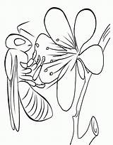 Mewarnai Lebah Sketsa Madu Serangga Ausmalbilder Insekt Bunga Binatang Diwarnai sketch template
