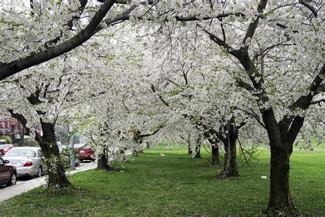 filecherry blossom trees   springjpg wikimedia commons