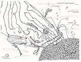 Coloring Fisheries Sustainable Oceanconservancy Conservancy sketch template