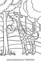 Coloring Animals Cute Little Pages Ya Mayka Eats Giraffe Leaves Forest Shutterstock Portfolio sketch template