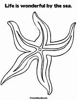 Seestern Seesterne Ausmalbilder Urchin Starfish Ausmalen Ausdrucken Ausmalbild Malvorlagen sketch template