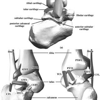 numerical model   hindfoot  regard  bones  ligaments